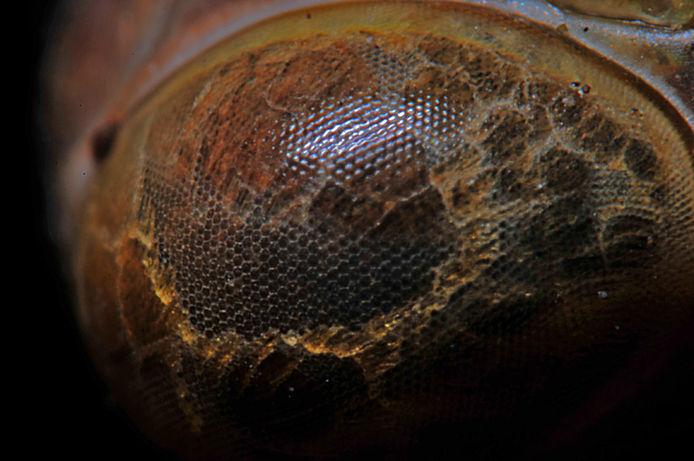 Occhio di Mantide Religiosa